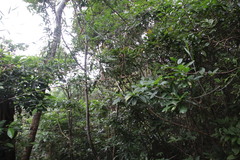 Mitriostigma axillare