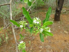 Cnidoscolus quercifolius, photograph (c) Gustavo Sandres, some rights reserved (CC BY-SA)