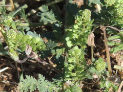 Lepidium oblongum