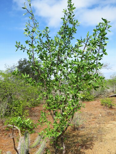 Cnidoscolus quercifolius, photograph 5