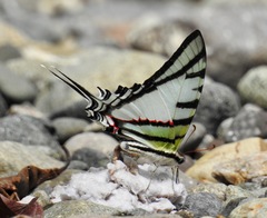 Protesilaus protesilaus