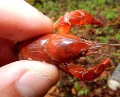 Cambarus carolinus