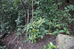 Mitriostigma axillare