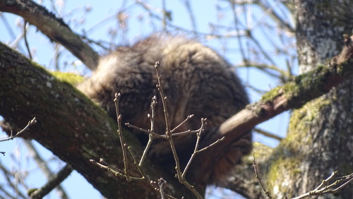 Felis silvestris