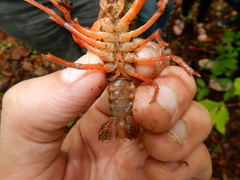 Cambarus carolinus