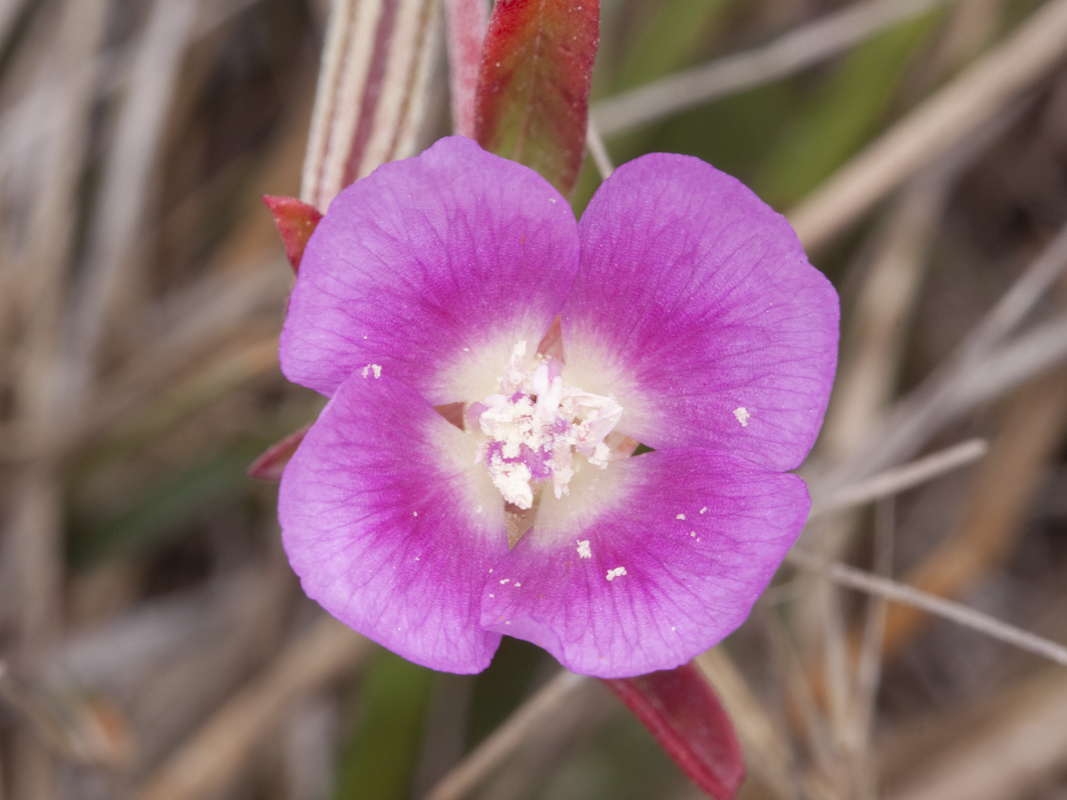 Clarkia prostrata