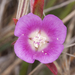 Clarkia prostrata - Photo (c) Bill Bouton, algunos derechos reservados (CC BY-NC)