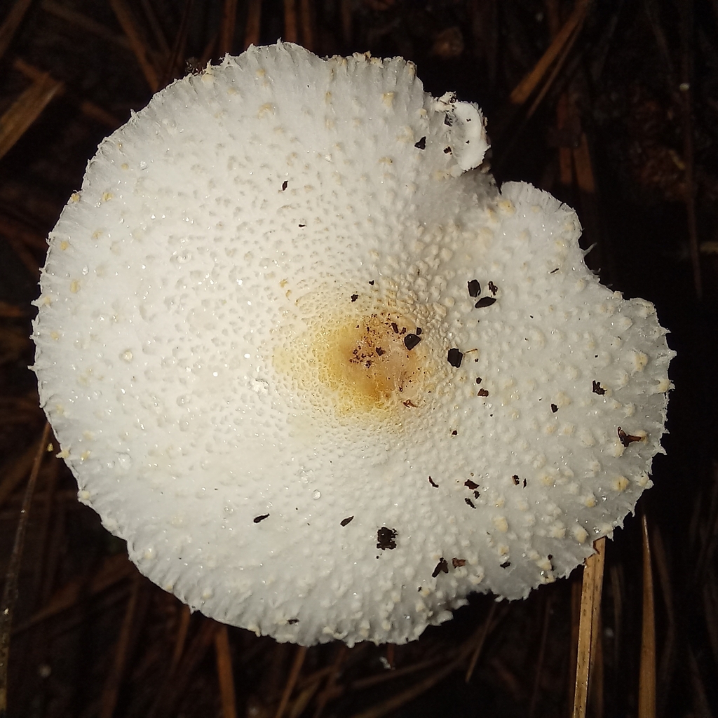 Leucocoprinus cepistipes · January 2024 · photo: © patricia_mees (iNaturalist, cc-by)