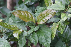 Mitriostigma axillare