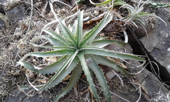 Hechtia pretiosa