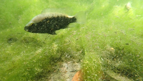 Bartons cichlide (Nosferatu bartoni) — Cichlidae