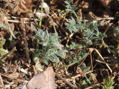 Astragalus nuttallianus austrinus