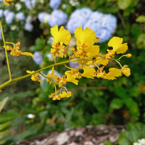 Image of Gomesa flexuosa by (c) Patrícia Mees, some rights reserved (CC BY)