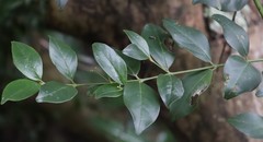 Cassinopsis tinifolia