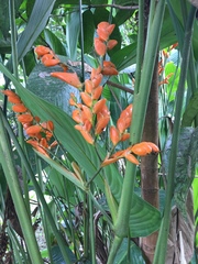 Stromanthe stromanthoides