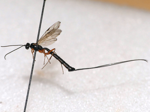 Paraperithous