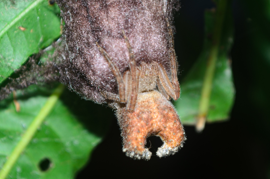 orb weavers