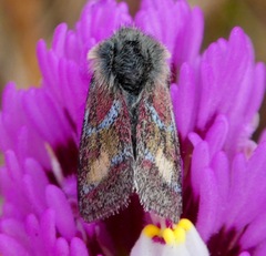 Schinia pulchripennis