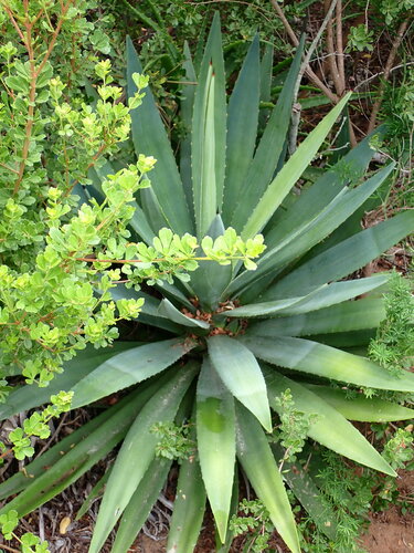 Foto de Sisal