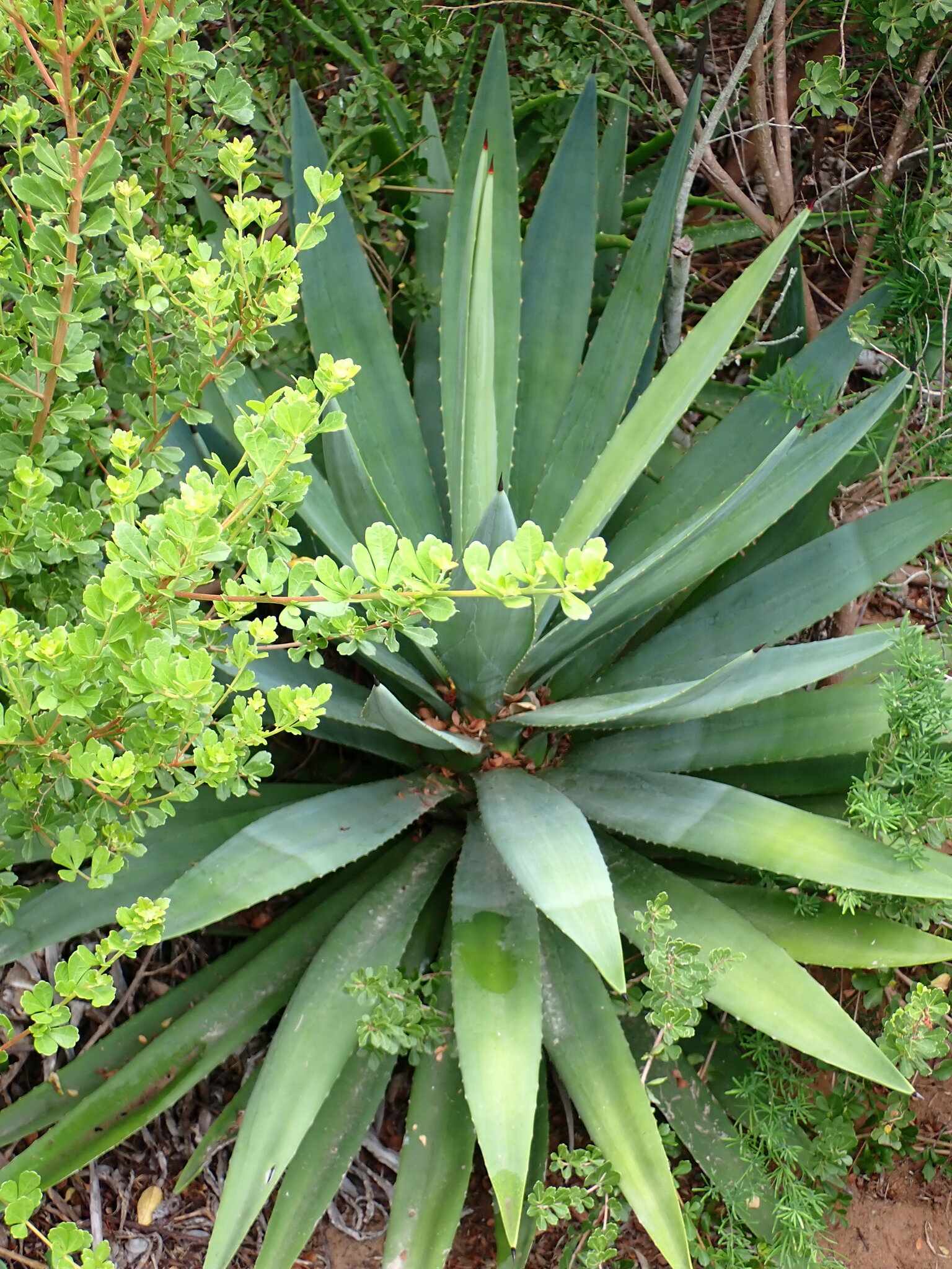 Imagem de Sisal