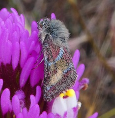 Schinia pulchripennis