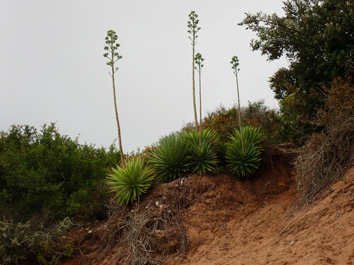 Foto de Sisal