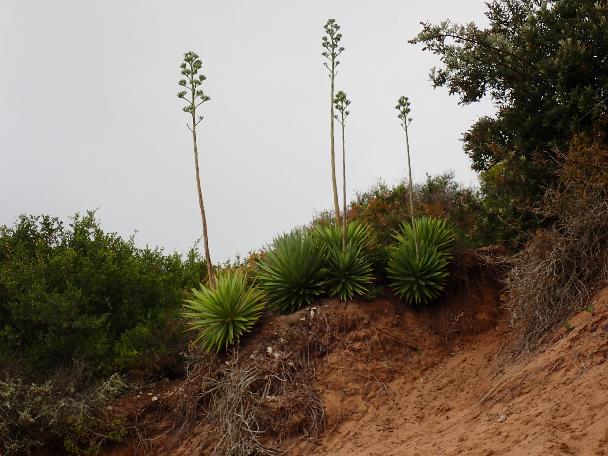 Imagem de Sisal