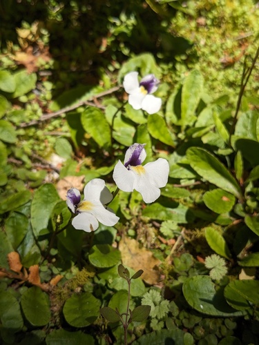 Mazus radicans (Mazus radicans)