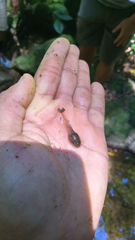 Leptodactylus albilabris