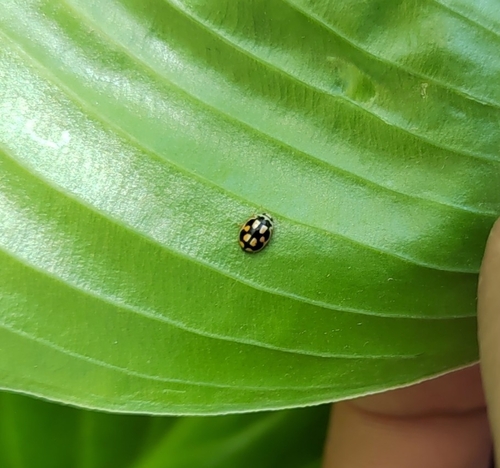 Turtle Vein Lady Beetle