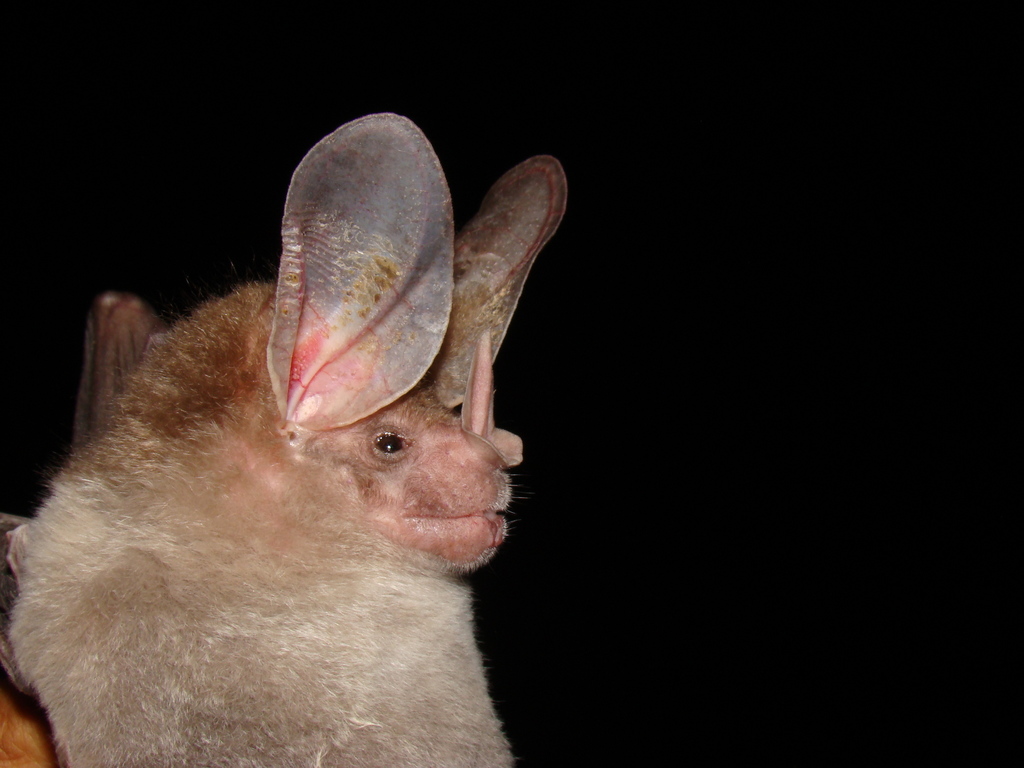 Big-eared Woolly Bat (Chrotopterus auritus) - Know Your Mammals