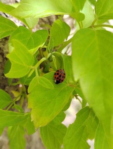 Asian Lady Beetle