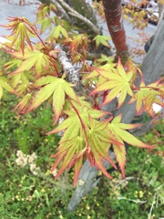 Acer palmatum