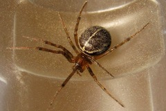 Steatoda castanea