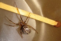 Steatoda castanea