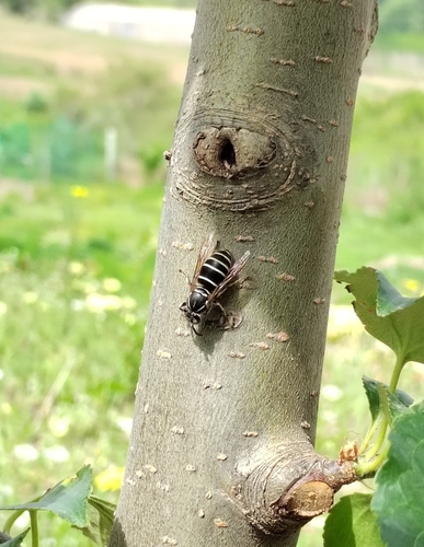 Shida's Yellowjacket