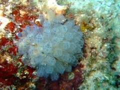 Clavelina moluccensis