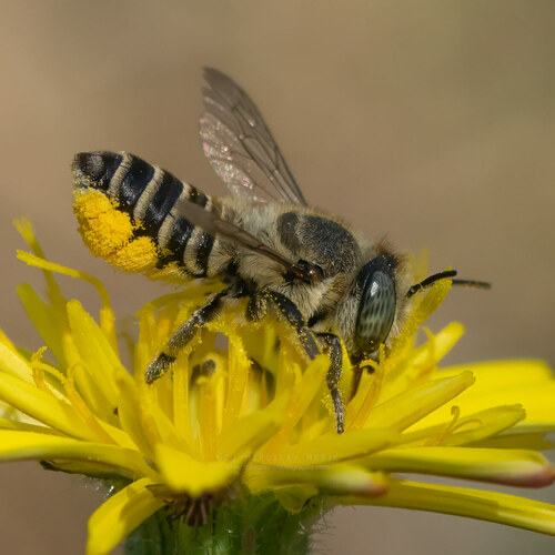 Megachile argentata