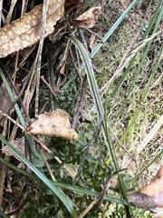 Hymenophyllum pulcherrimum image