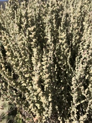 Atriplex julacea