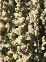 Atriplex julacea