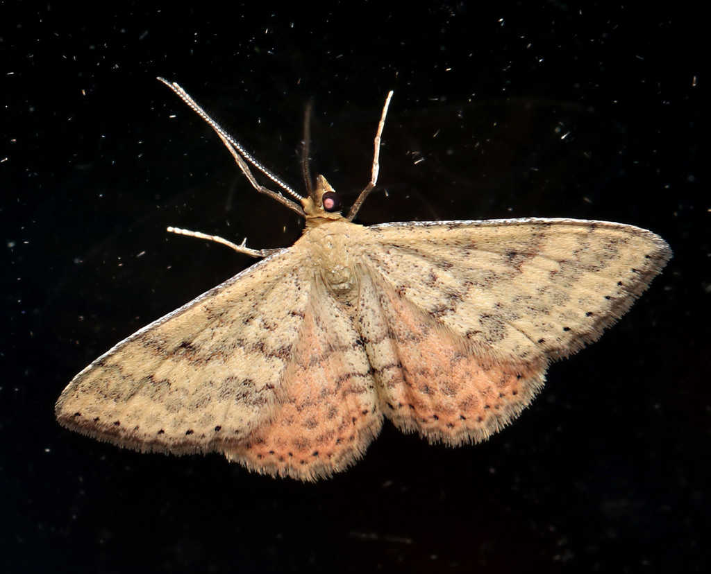 Plantain Moth In January 2024 By Juliegraham173 INaturalist   Large 