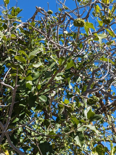 Image of Esenbeckia flava by (c) Abraham Sánchez Romero, some rights reserved (CC BY)