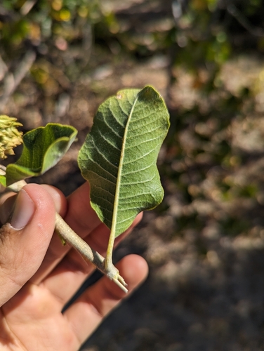 Image of Esenbeckia flava by (c) Abraham Sánchez Romero, some rights reserved (CC BY)