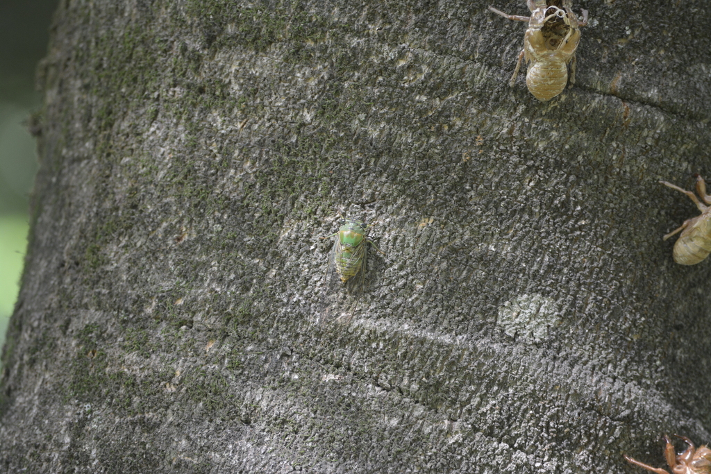 Dorisiana metcalfi