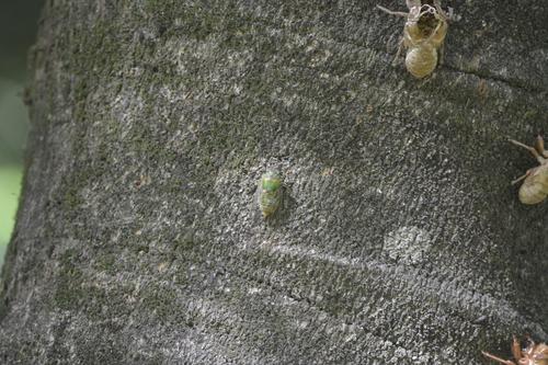 Dorisiana metcalfi