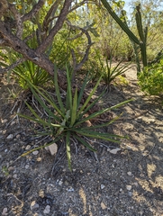 Agave datylio