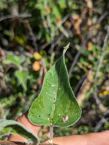Image of Bahiopsis tomentosa by (c) Abraham Sánchez Romero, some rights reserved (CC BY)