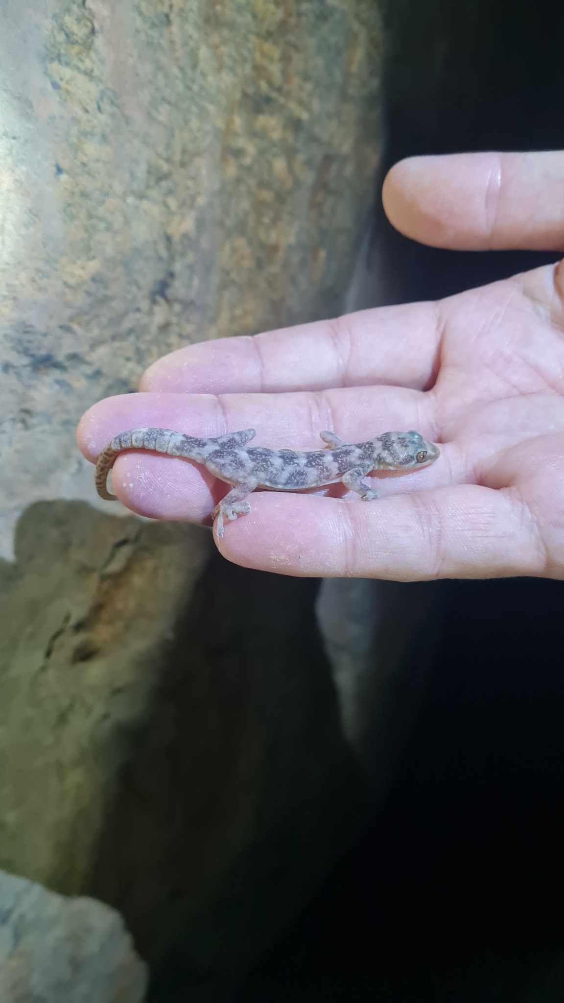 Namaqua Flat Gecko