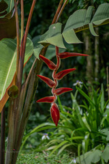 Heliconia vellerigera image